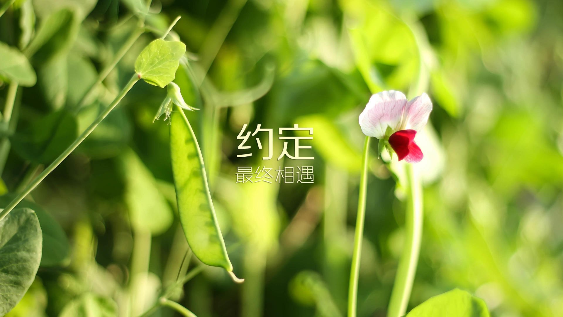 世俱杯比赛视频在线观看-布鲁诺·卡博克洛在NBA夏季联赛中展现适应能力，布洛克vs卡里