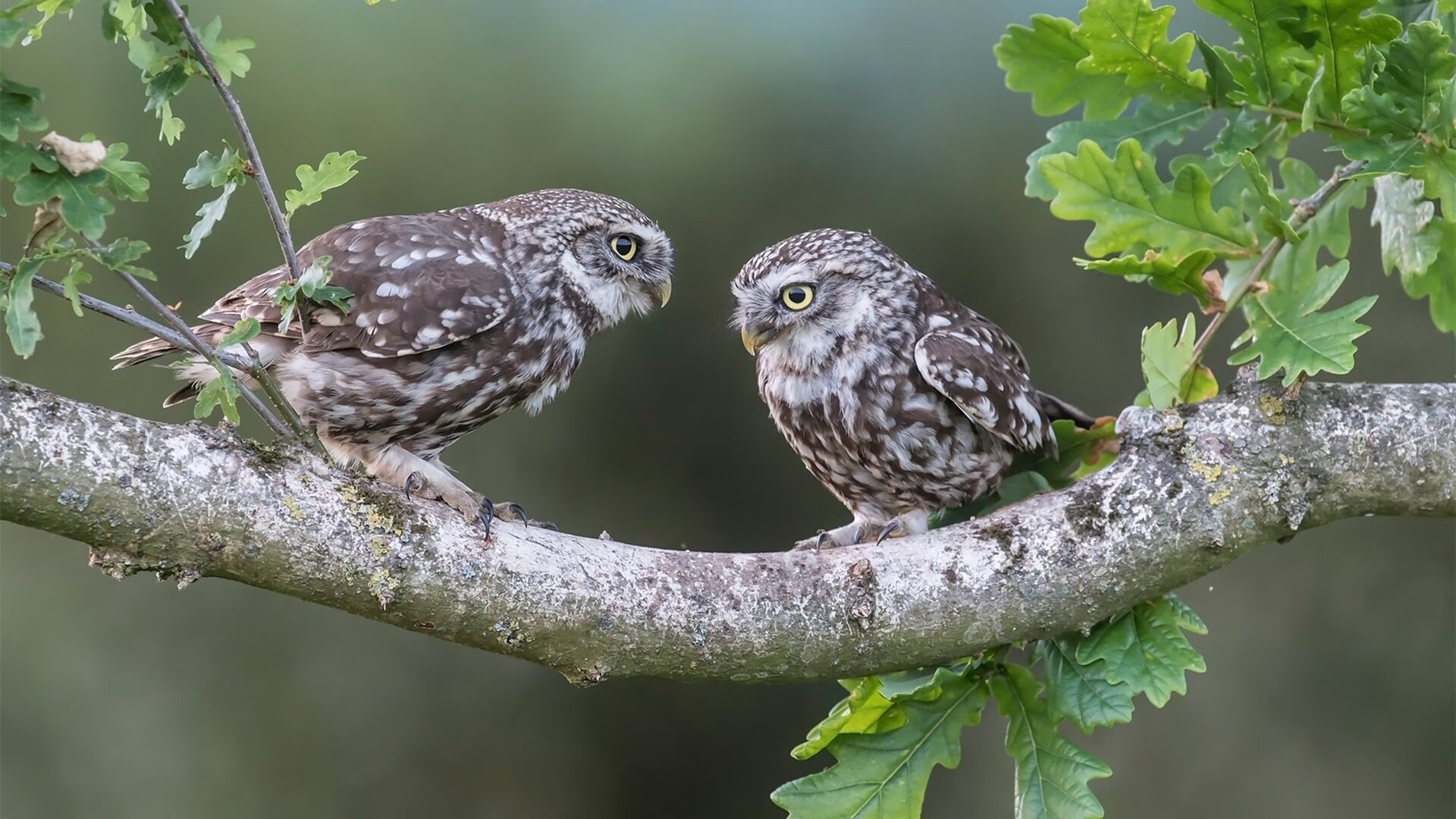 “缆绳滑水：东桃花岛赛场极速漂流挑战”
