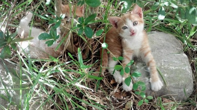 “缆绳滑水：东桃花岛赛场极速漂流挑战”