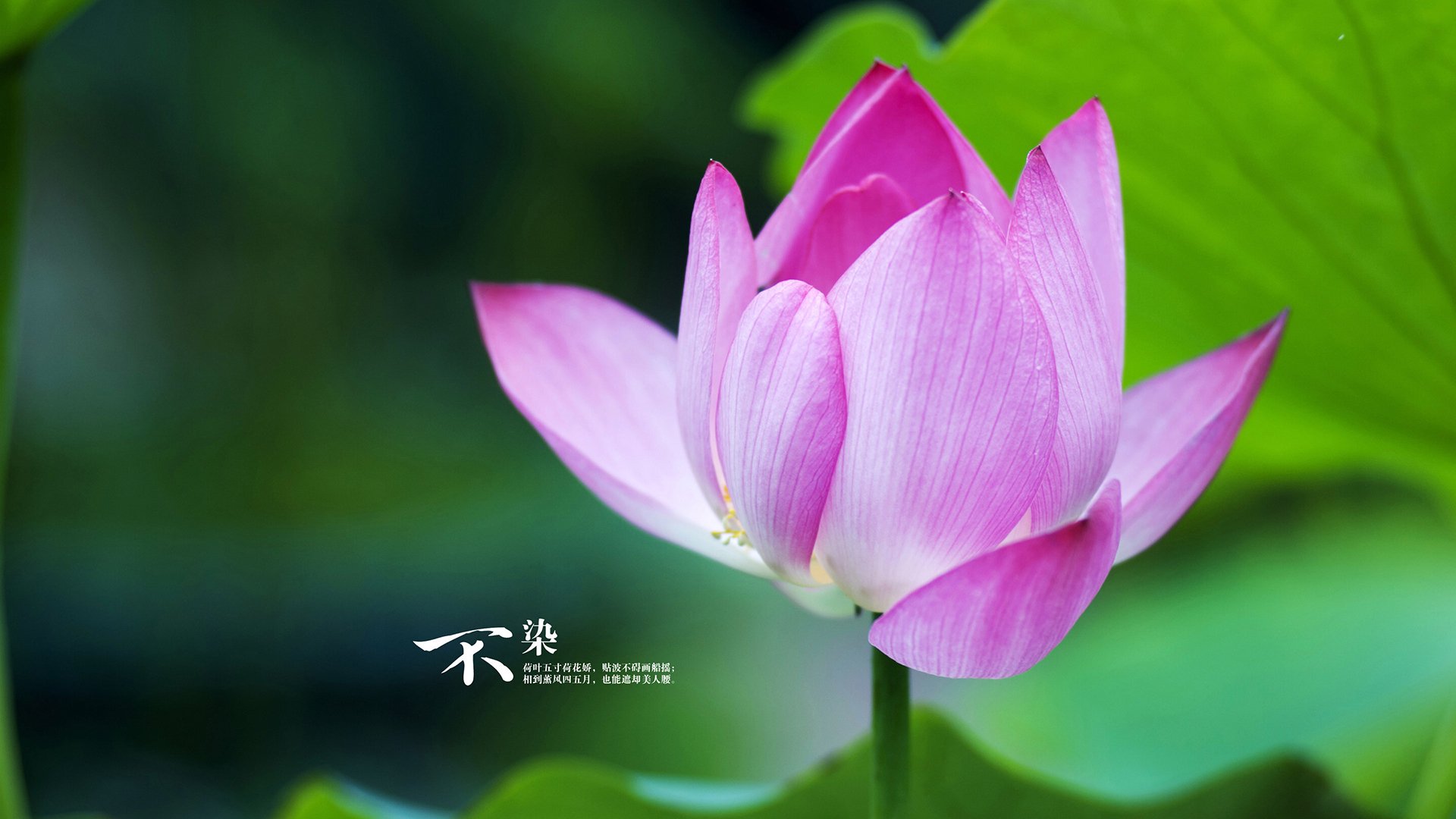 足球世俱杯-中国女篮保持快速反击体系流畅运转，中国女篮虽败犹荣