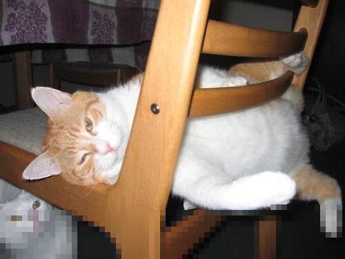 体育新闻中心承办新媒体环境下体育传播战略研讨会,体育传播活动中新媒体使用情况