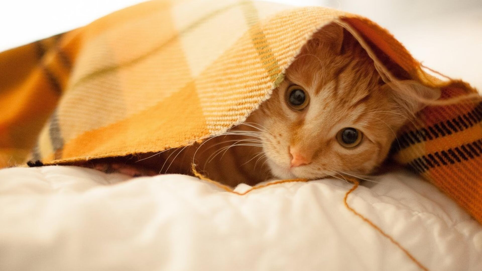 足球世界俱乐部杯直播-压哨阶段球员心理状态差异分析，压哨球规则