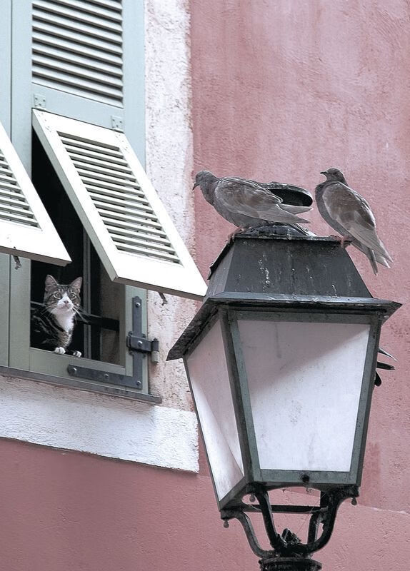 压哨阶段球员心理状态差异分析，压哨球规则
